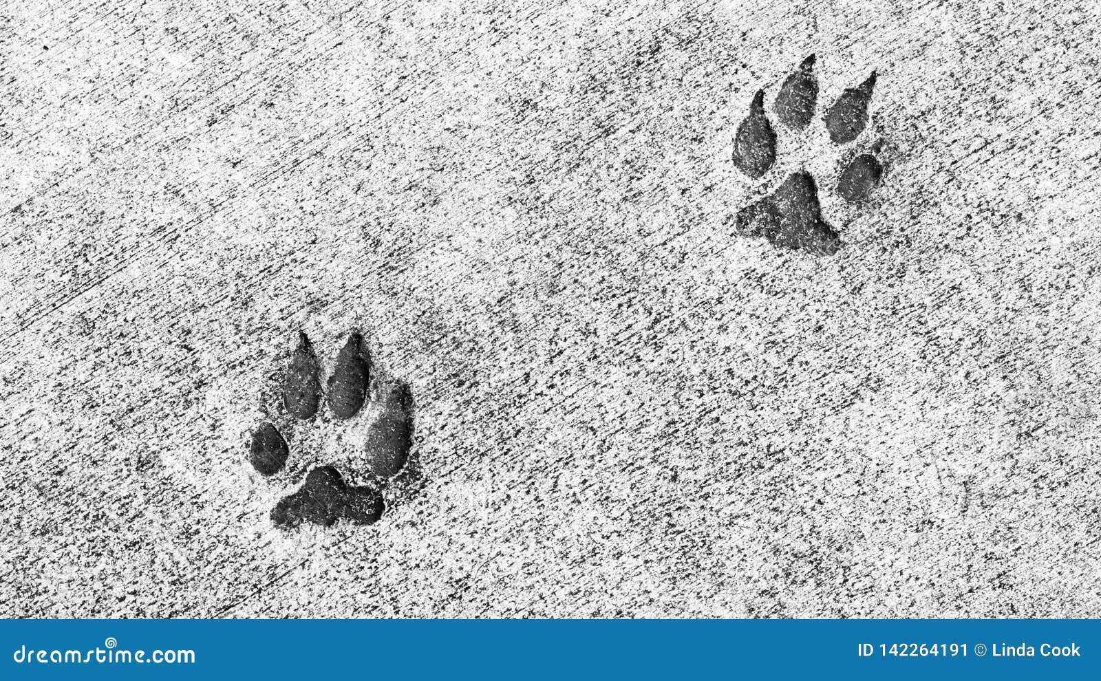 Two Animal Paw Prints Embedded in Cement Stock Image - Image of cement