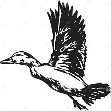 Black and White Pintail Duck Illustration Stock Vector - Illustration ...