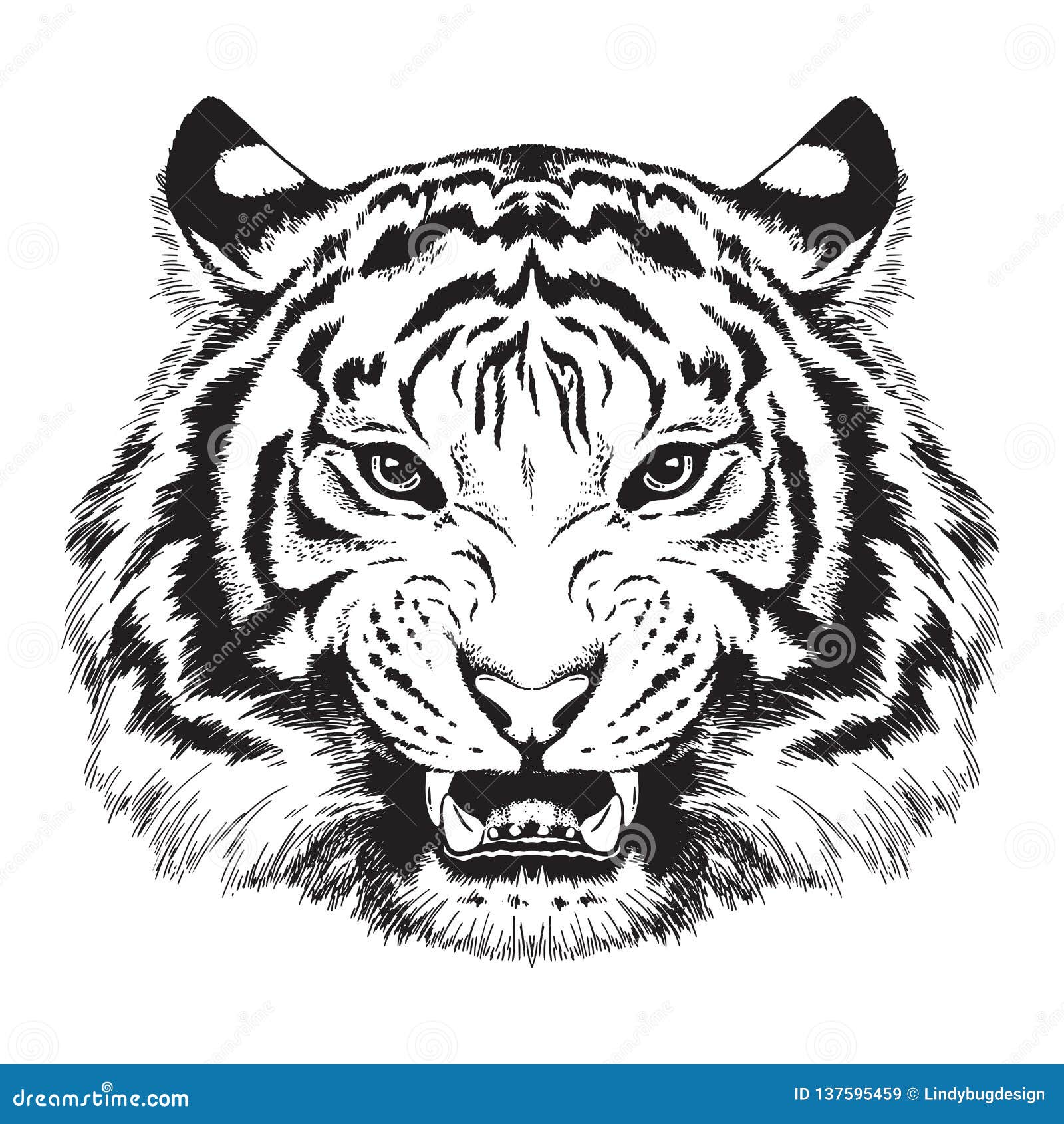 Sketch Of A Tiger S Face Stock Illustration Illustration Of