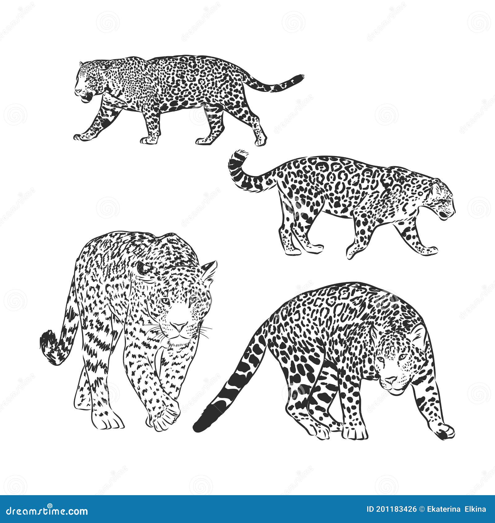 Black and White Vector Sketch of Walks Jaguar. Jaguar Animal Vector Sketch  Illustration Stock Illustration - Illustration of jaguar, leopard: 201183426