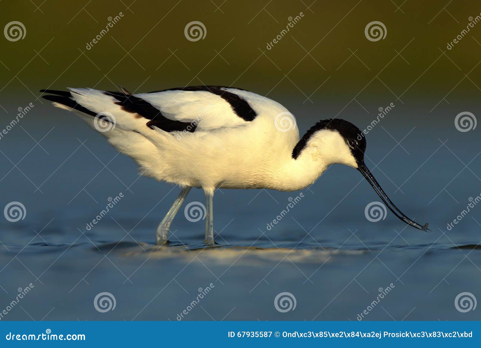 black and white wader bird pied avocet, recurvirostra avosetta, in blue water, texel, holland