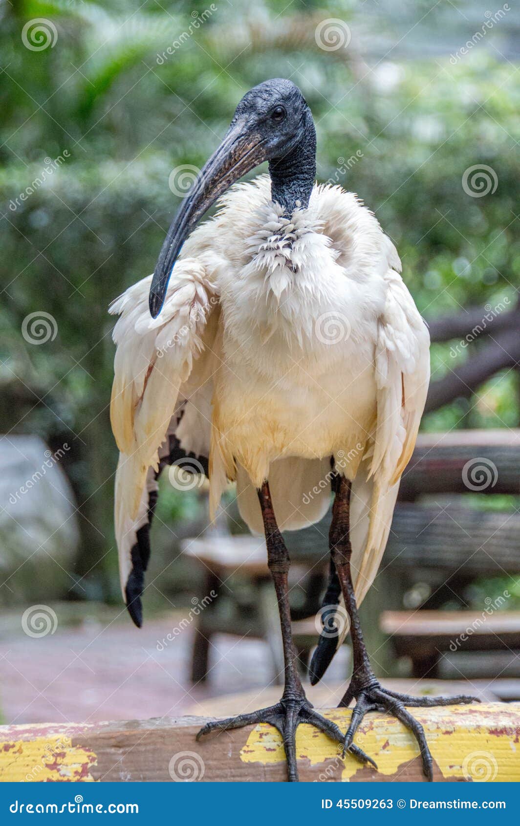 Black & White Water Bird Stock Image Image of white, malaysia 45509263