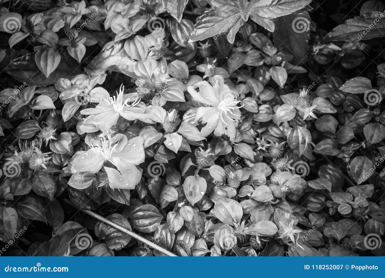 Black and White Wildflowers in Natural Light Stock Image - Image of