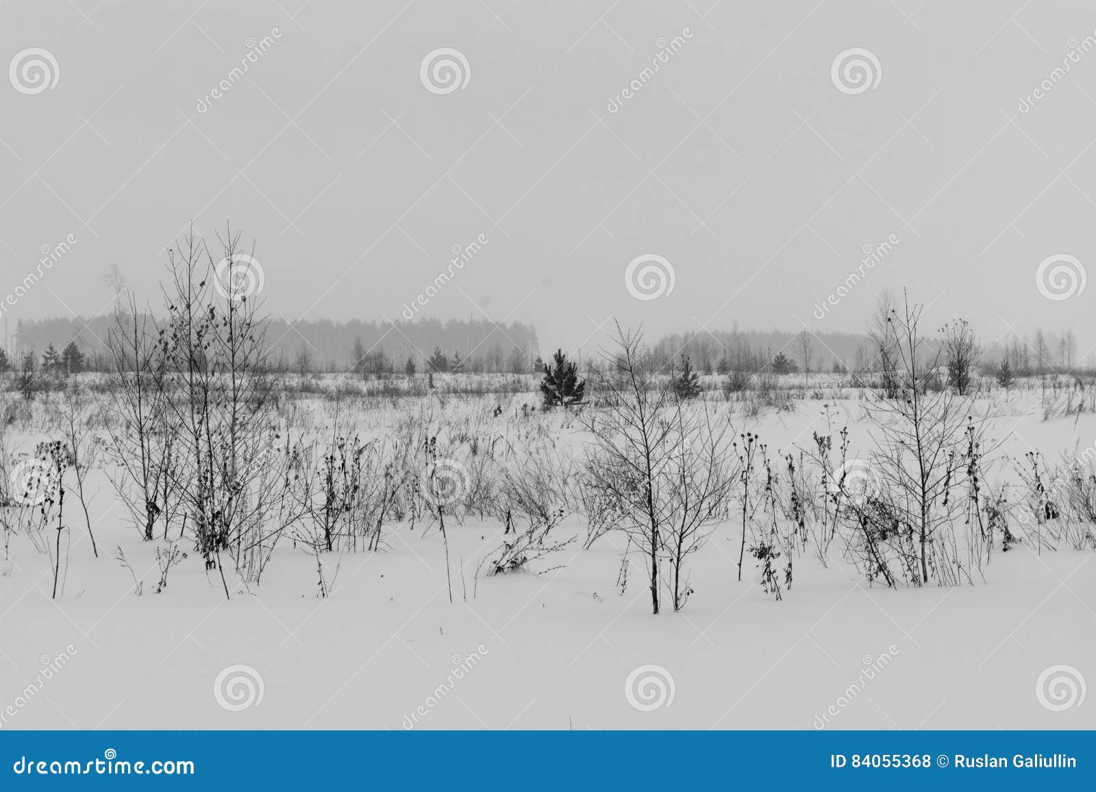 Black and White Winter Landscape with Snow Covered Trees Stock Photo