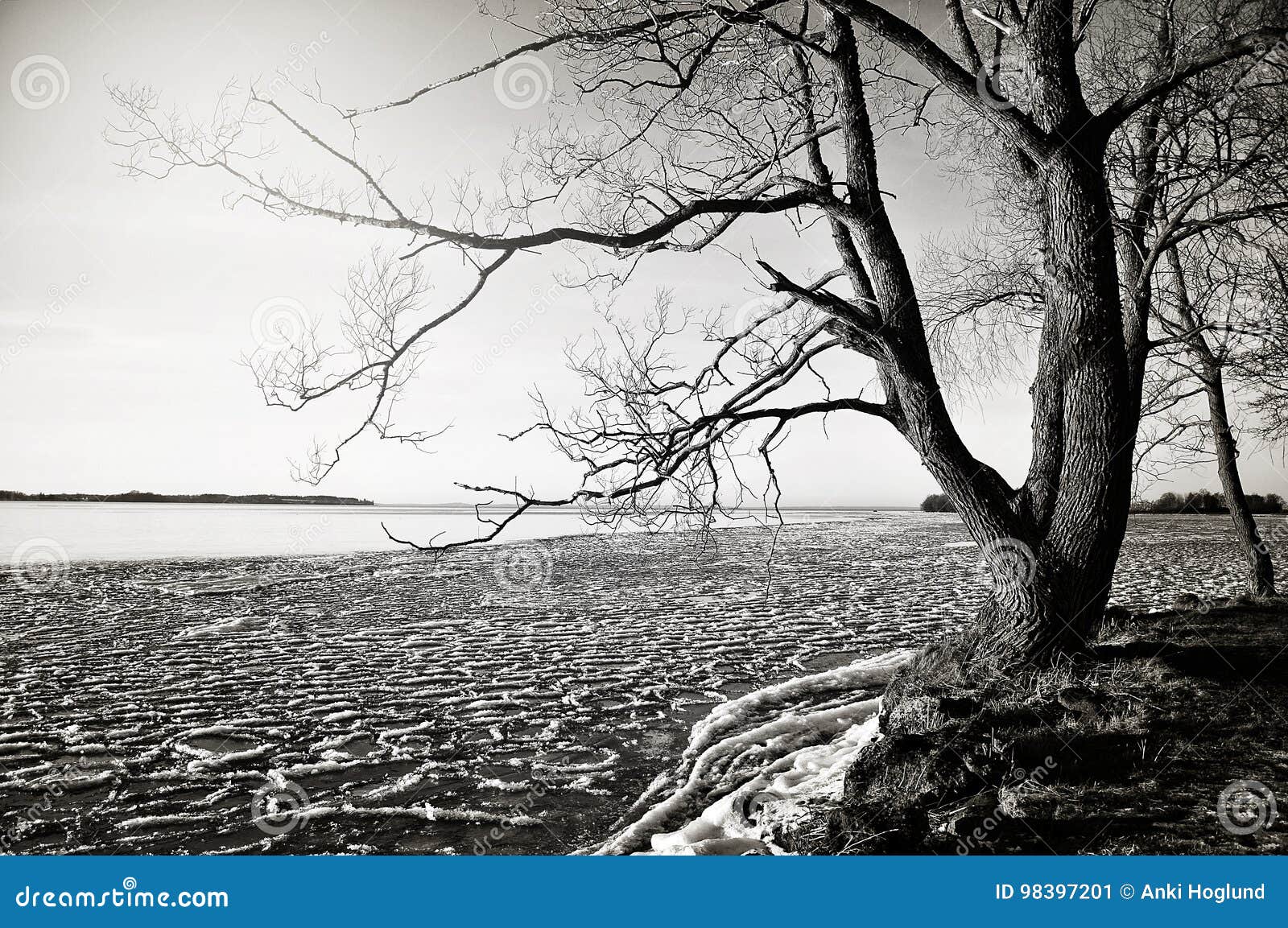 Black and White Winter Tree Stock Image Image of snow, solitude 98397201