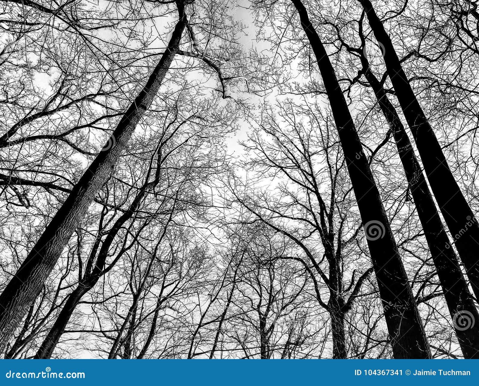 Black and White Winter Trees Stock Image Image of tall, leafless