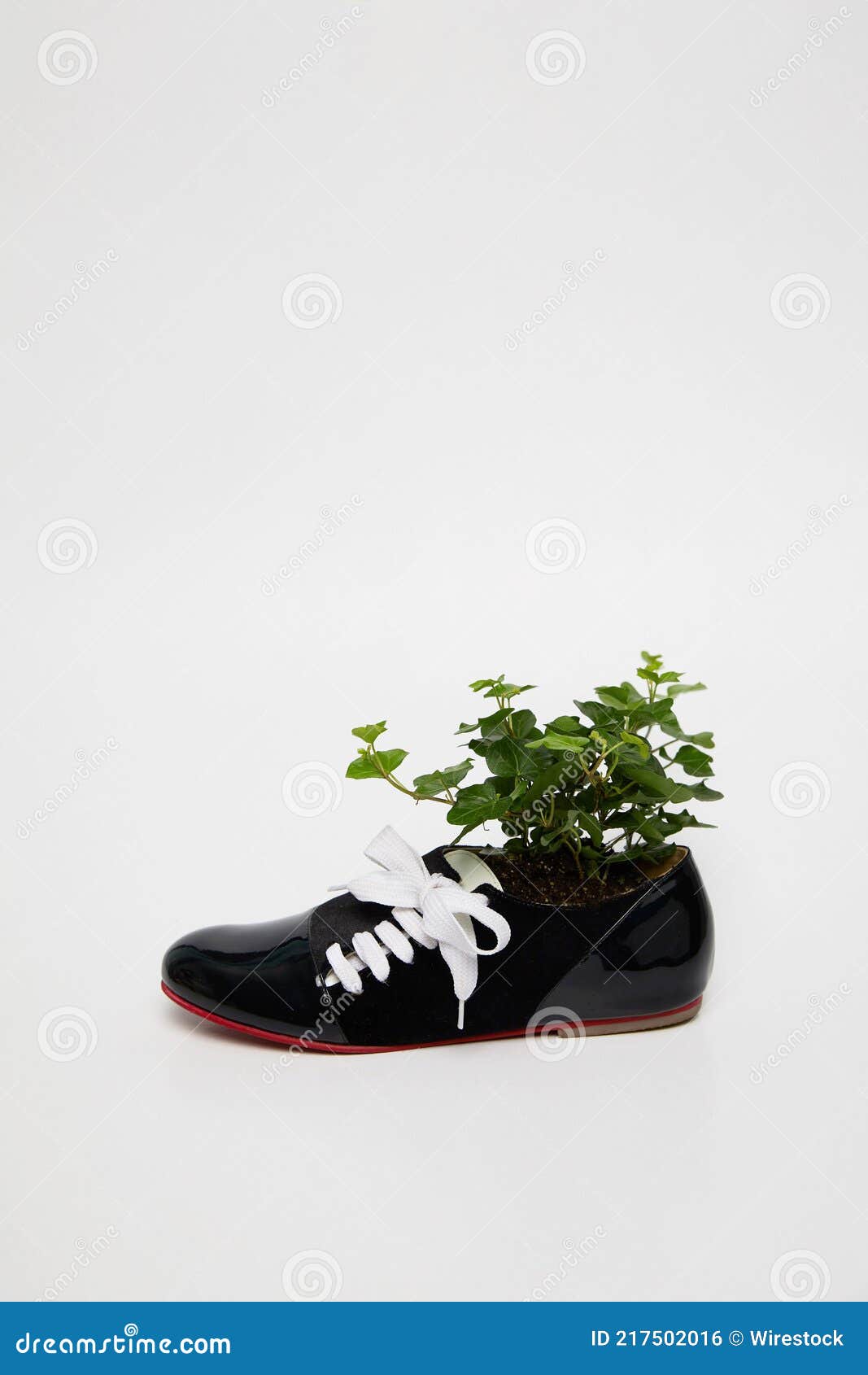 plant in a black and white women shoe