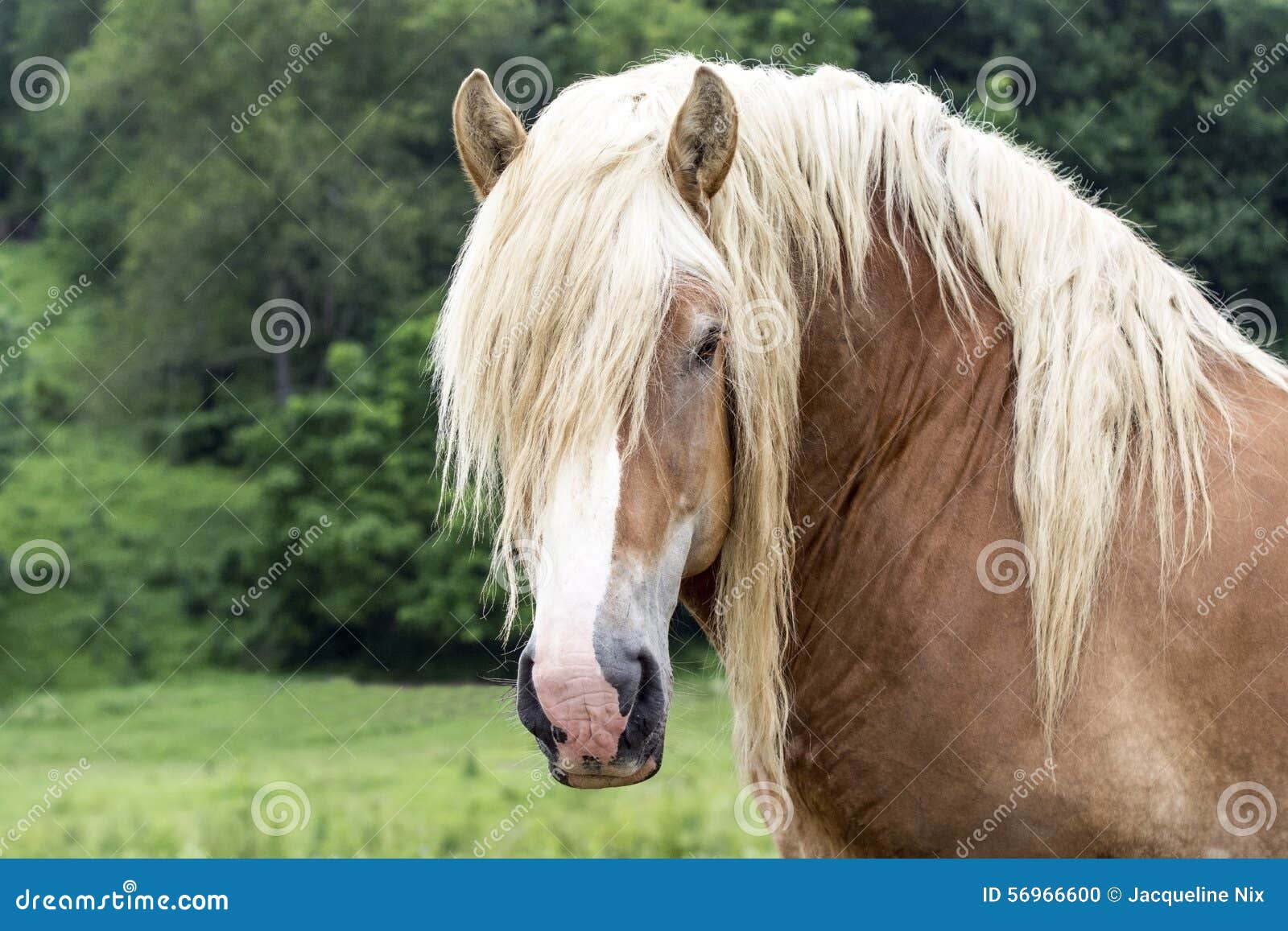 Head and Neck of a Work Horse with Long Mane and Forelock Stock Photo