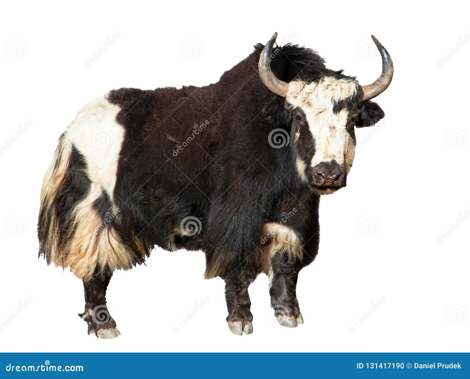 Black and White Yak Isolated on White Background, Yaks are Farm and Caravan  Animal in Nepal and Tibet Stock Photo - Image of livestock, hoofed:  131417190