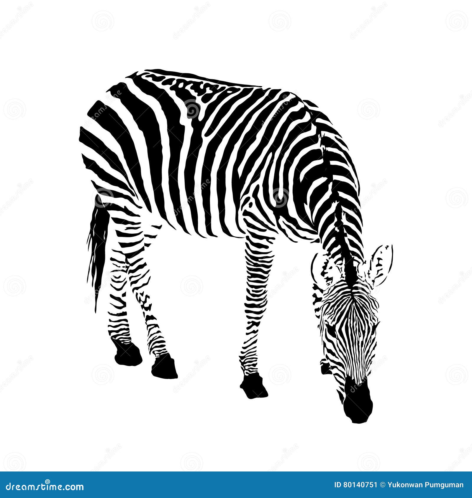 Black and White Zebra, Isolated Animal Vector Illustration Stock Vector
