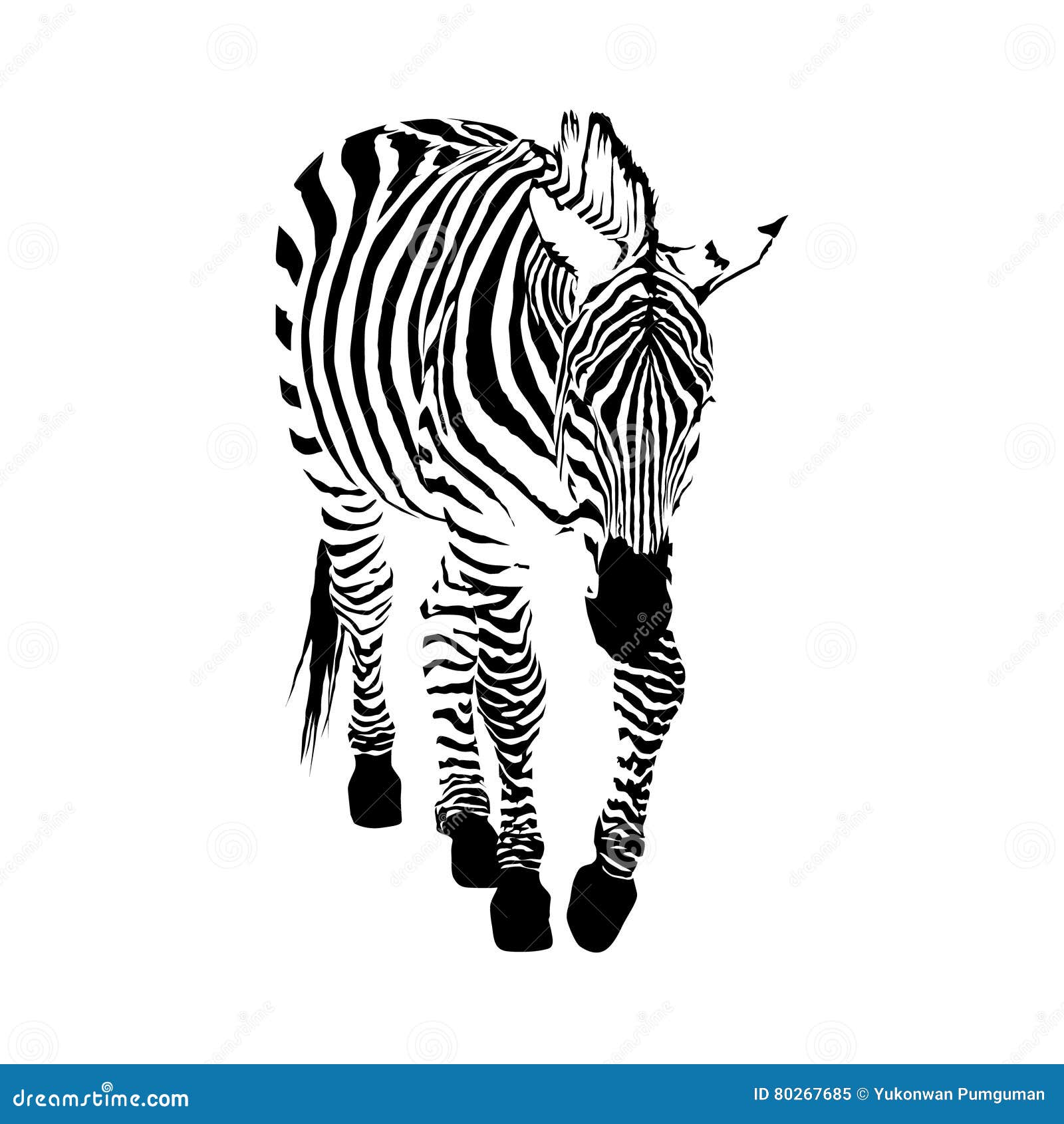 Black and White Zebra, Isolated Animal Vector Illustration Stock Vector