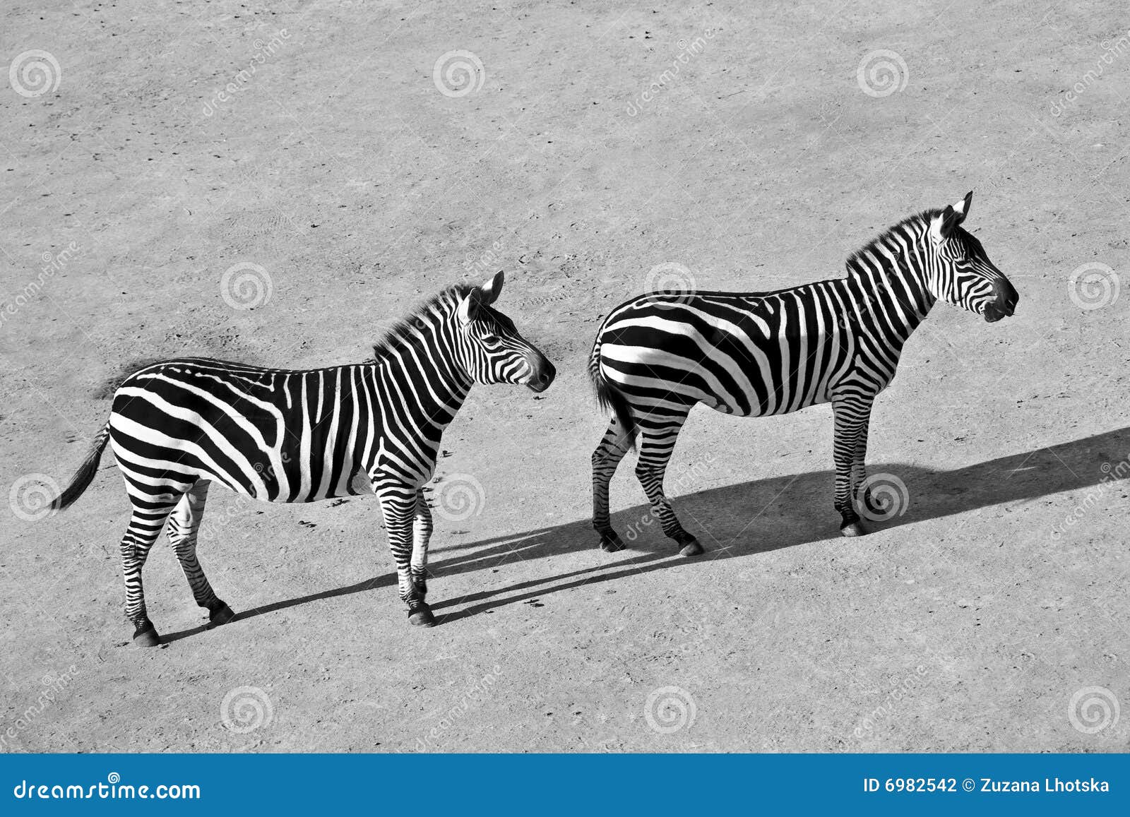 Black and white zebras stock photo. Image of bush, nature - 6982542