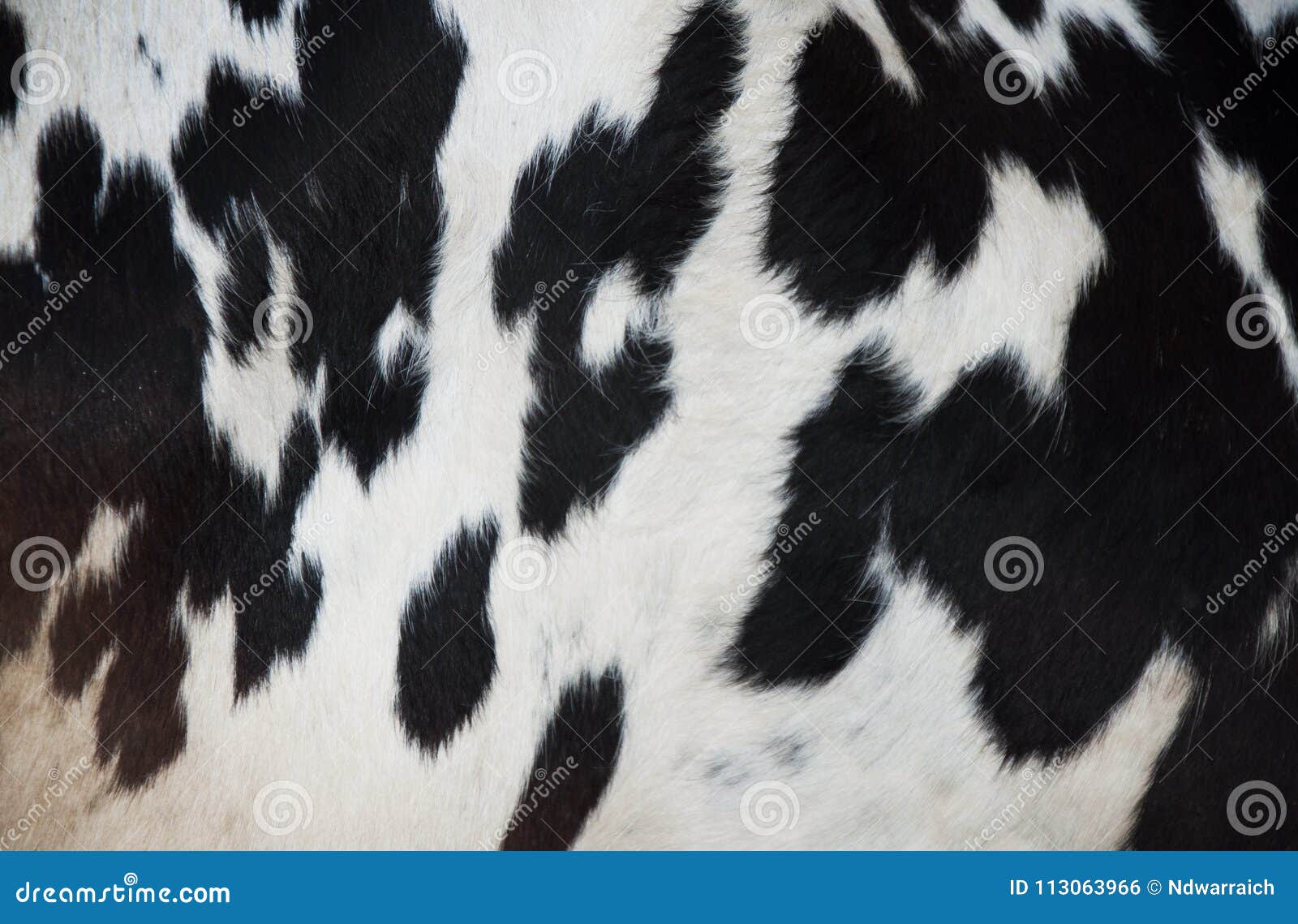 a black and white cow texture