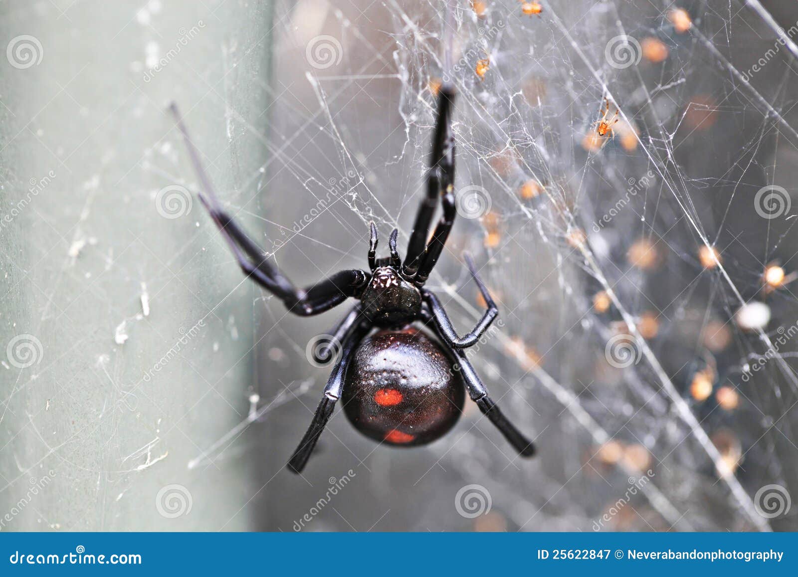 Black Widow Spider with Egg Sac & Babies (c).jpg