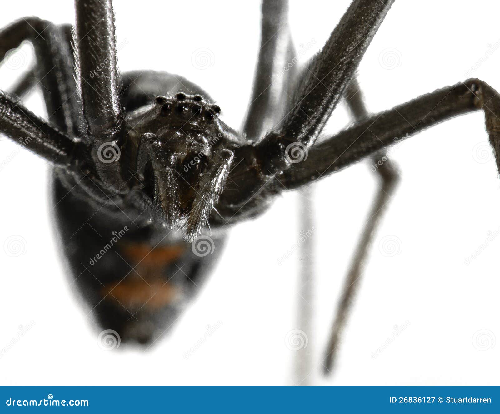 Black Widow Eyes