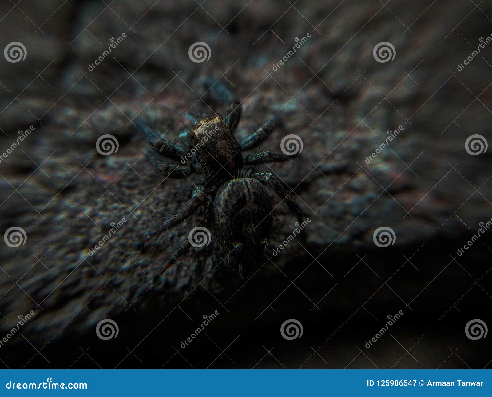 Jumping spyder stock image. Image of golden, widow, black 125986547
