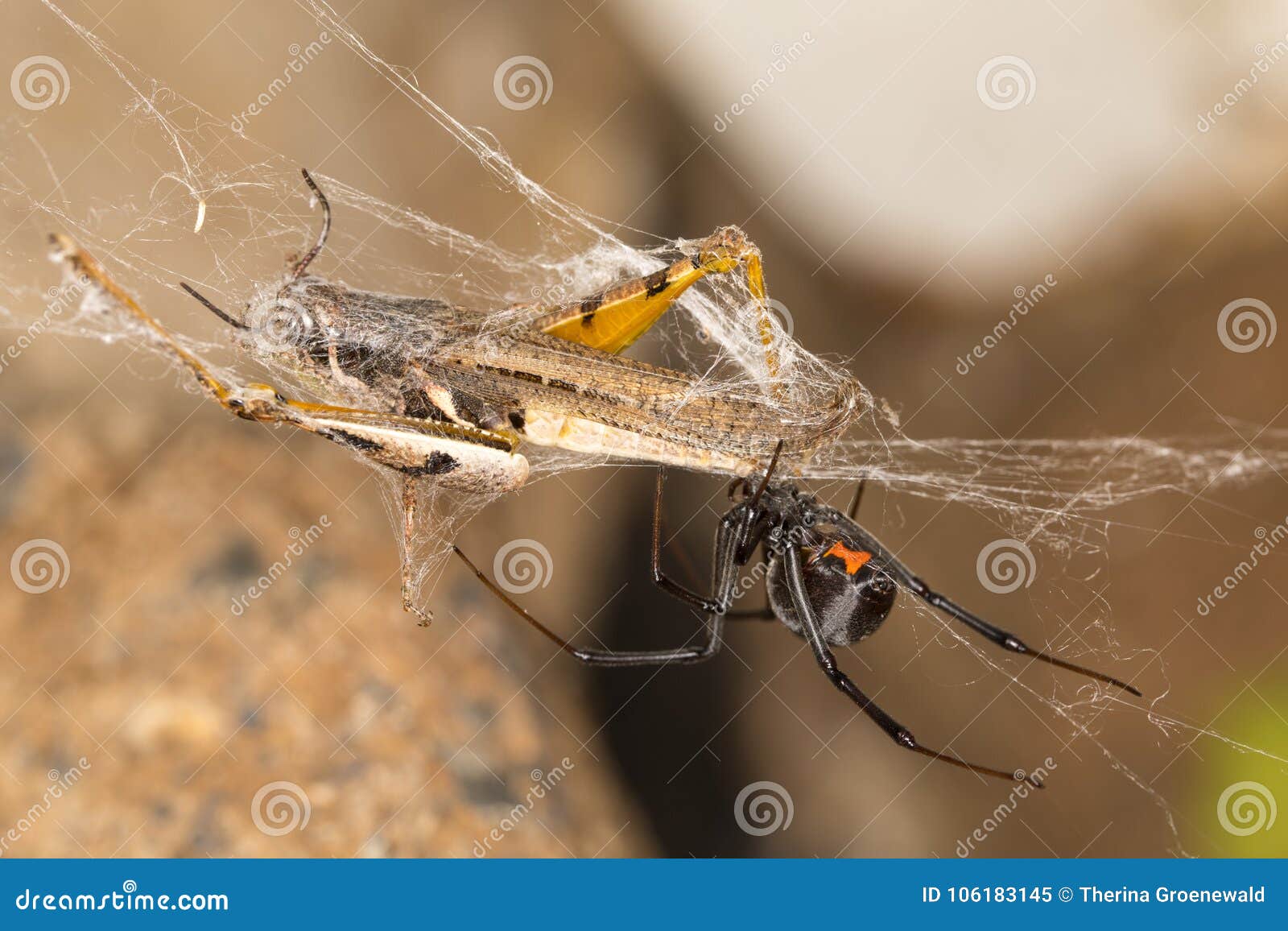 Black Widow Spider Entangling A Grasshopper Stock Image Image Of Deadly Mactans 106183145