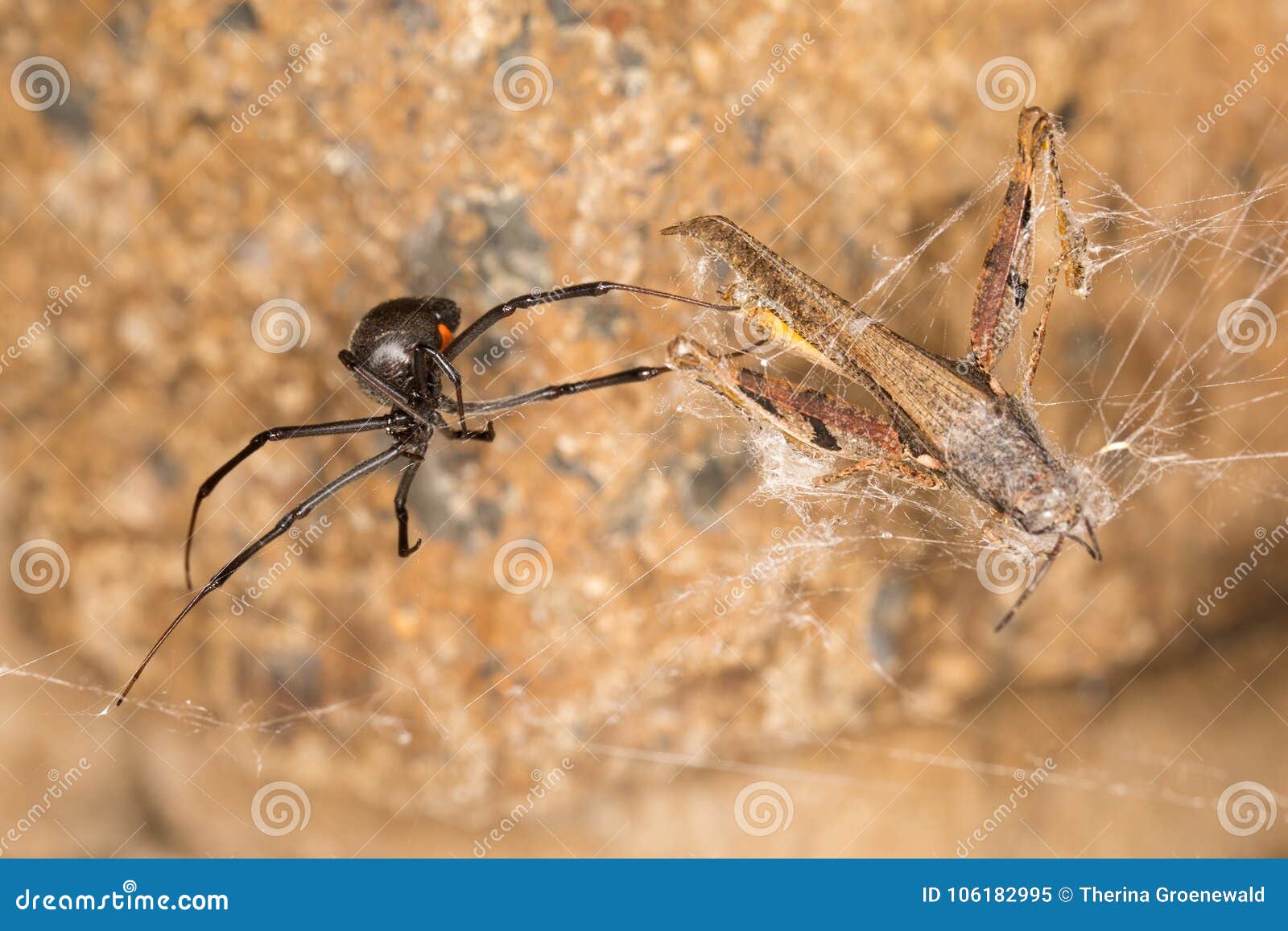 black widow spider entangling a grasshopper .