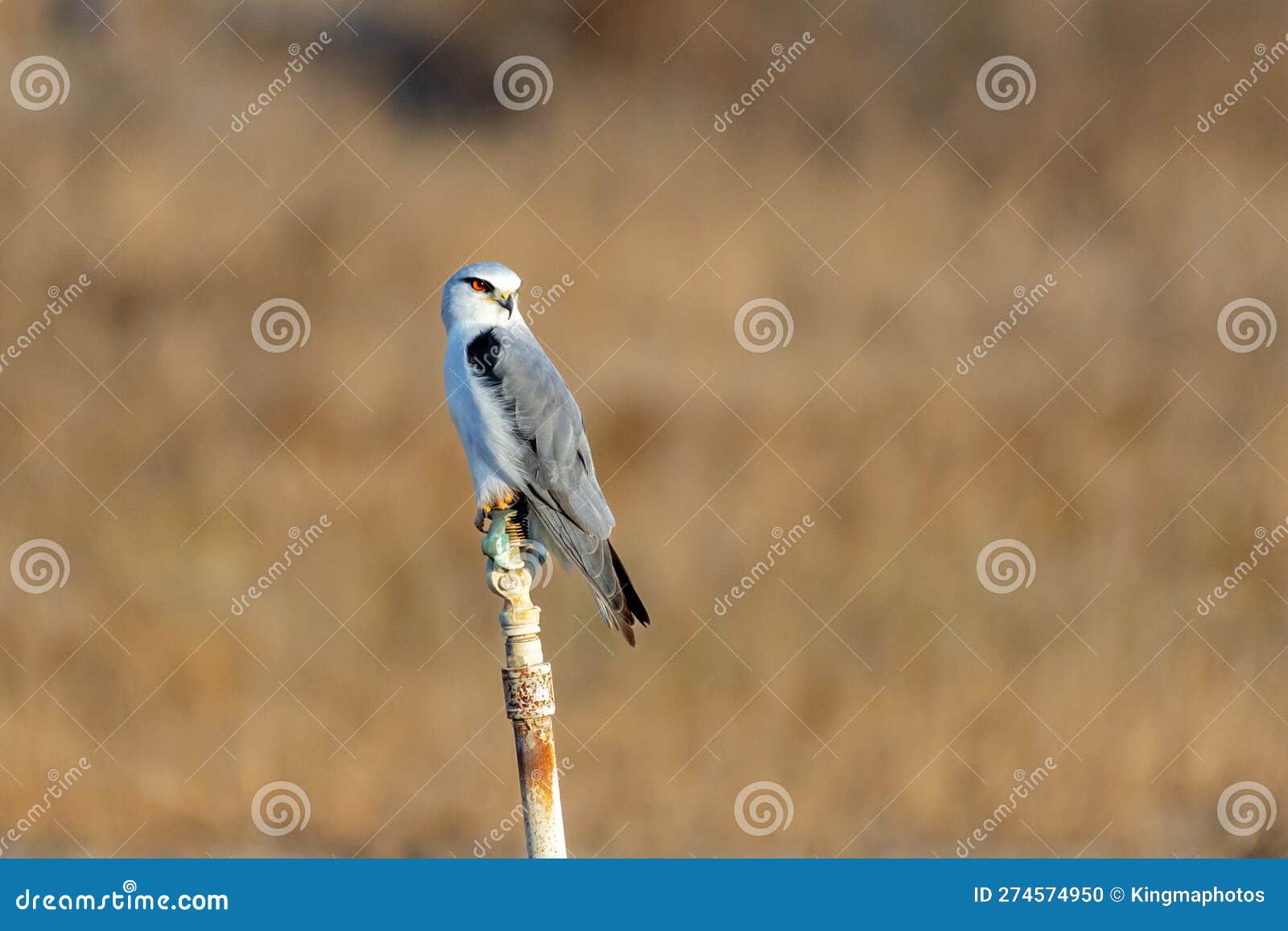 Blackwinged Kite (Elanus Caeruleus), Also Known As the Black