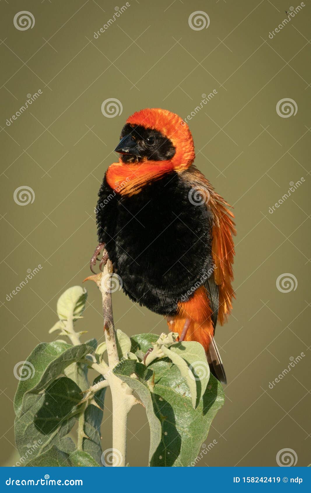 black-winged red bishop on bush with catchlight