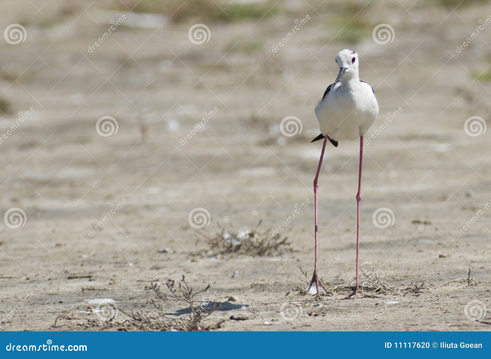 Black Winged Stilt stock photo. Image of birdwatching - 11117620