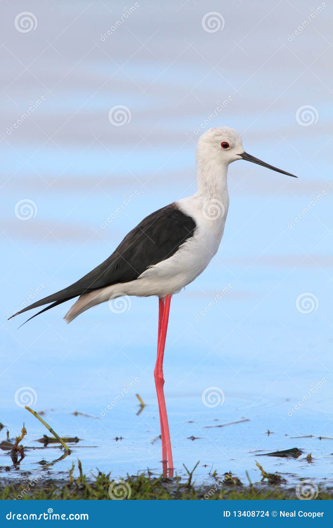 black winged stilt