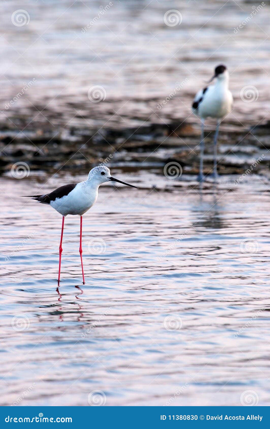 BlackWinged Stilt and Avocet Stock Photo Image of white, legs 11380830