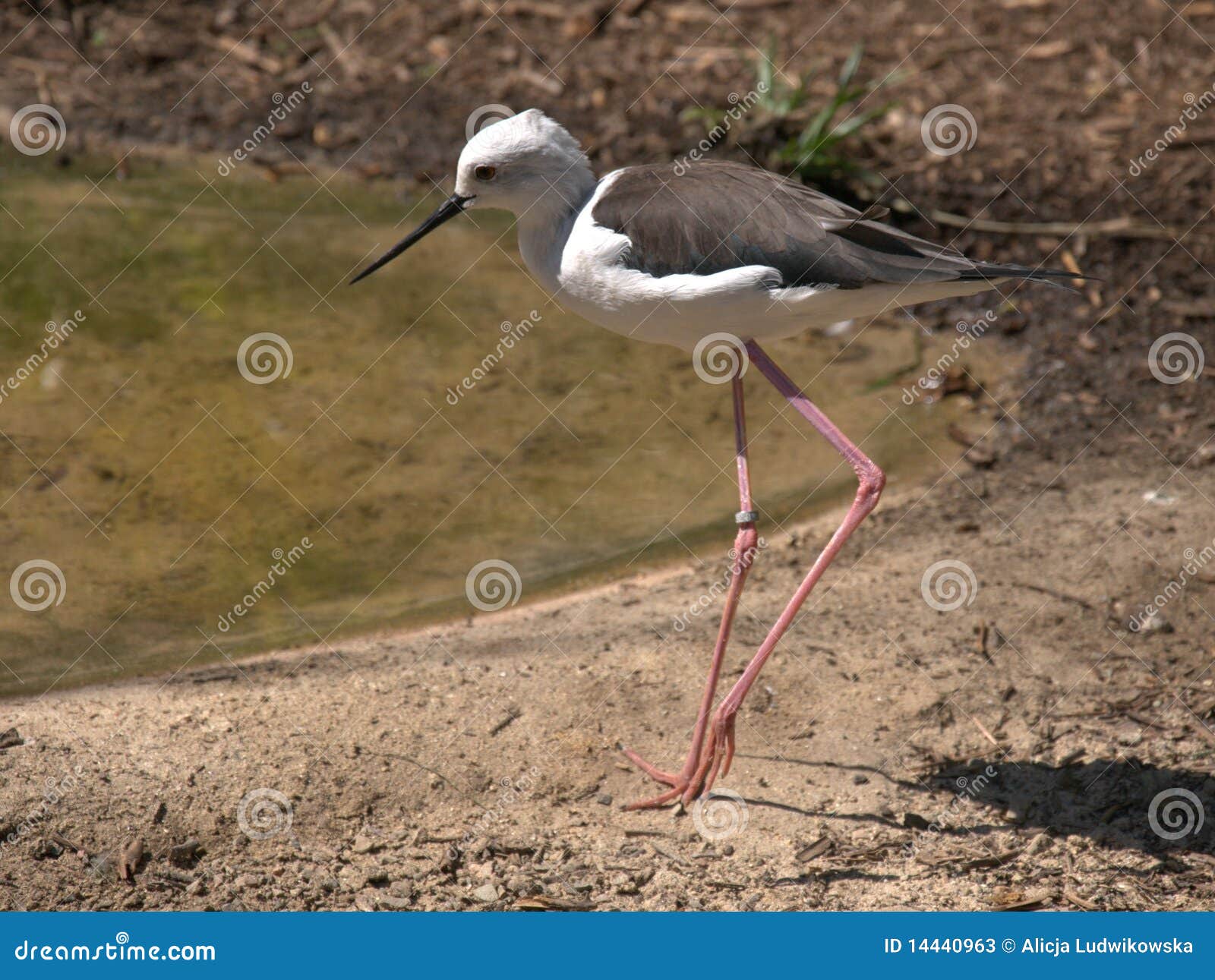 black-winged stilt,bird