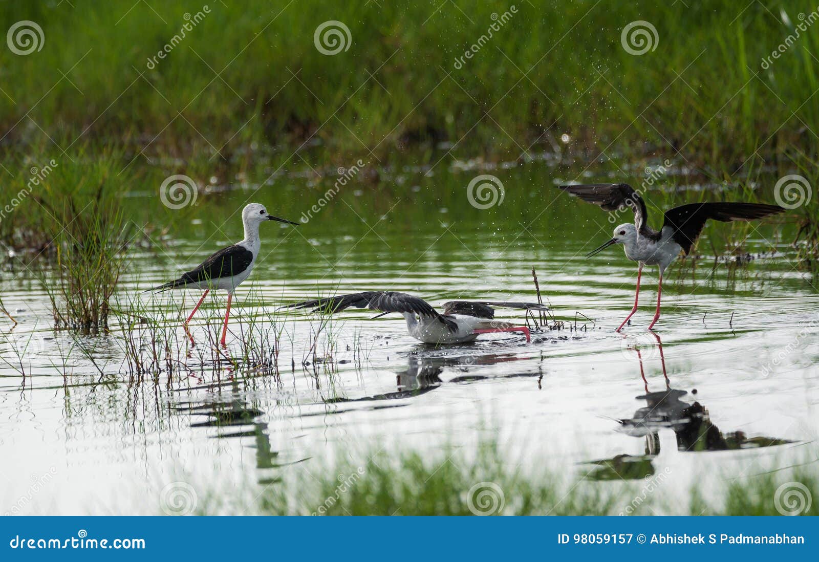 Black winged stilt bird stock image. Image of common 98059157