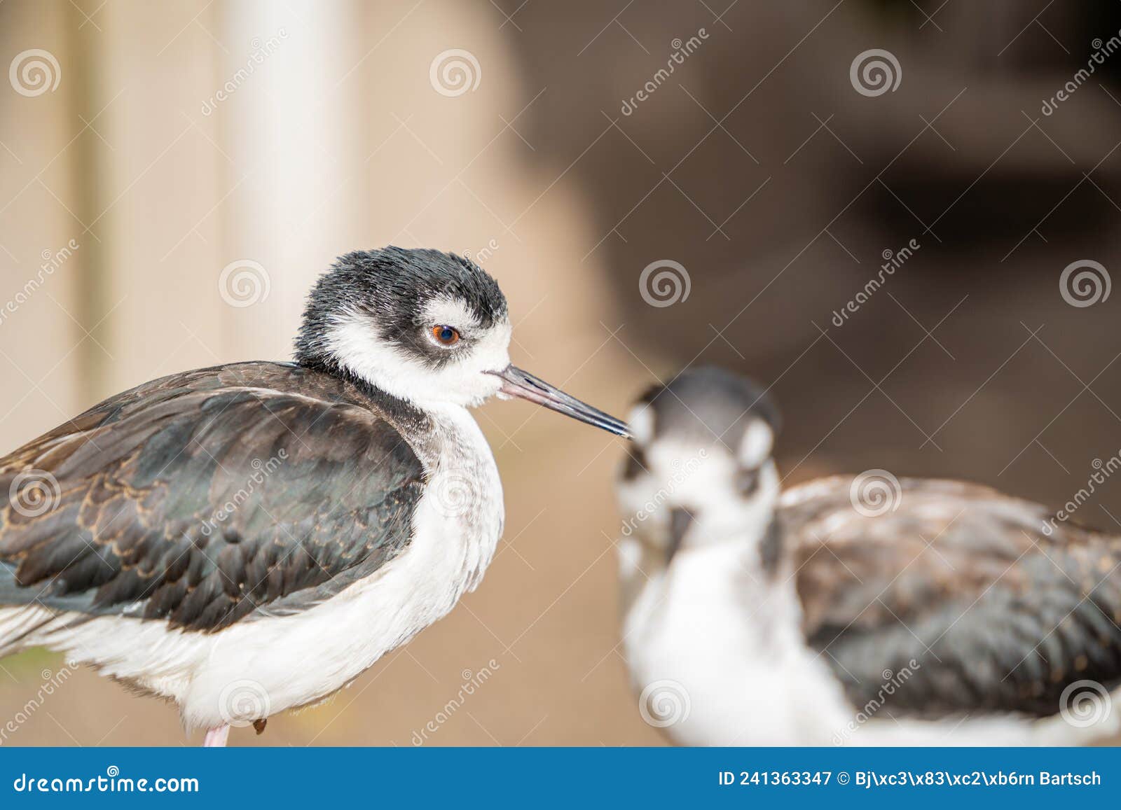 The Blackwinged stilt stock image. Image of nice, ecology 241363347