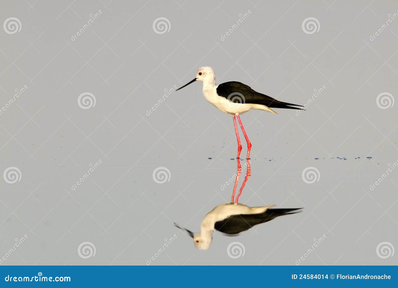 black-winged stilt / himantopus himantopus