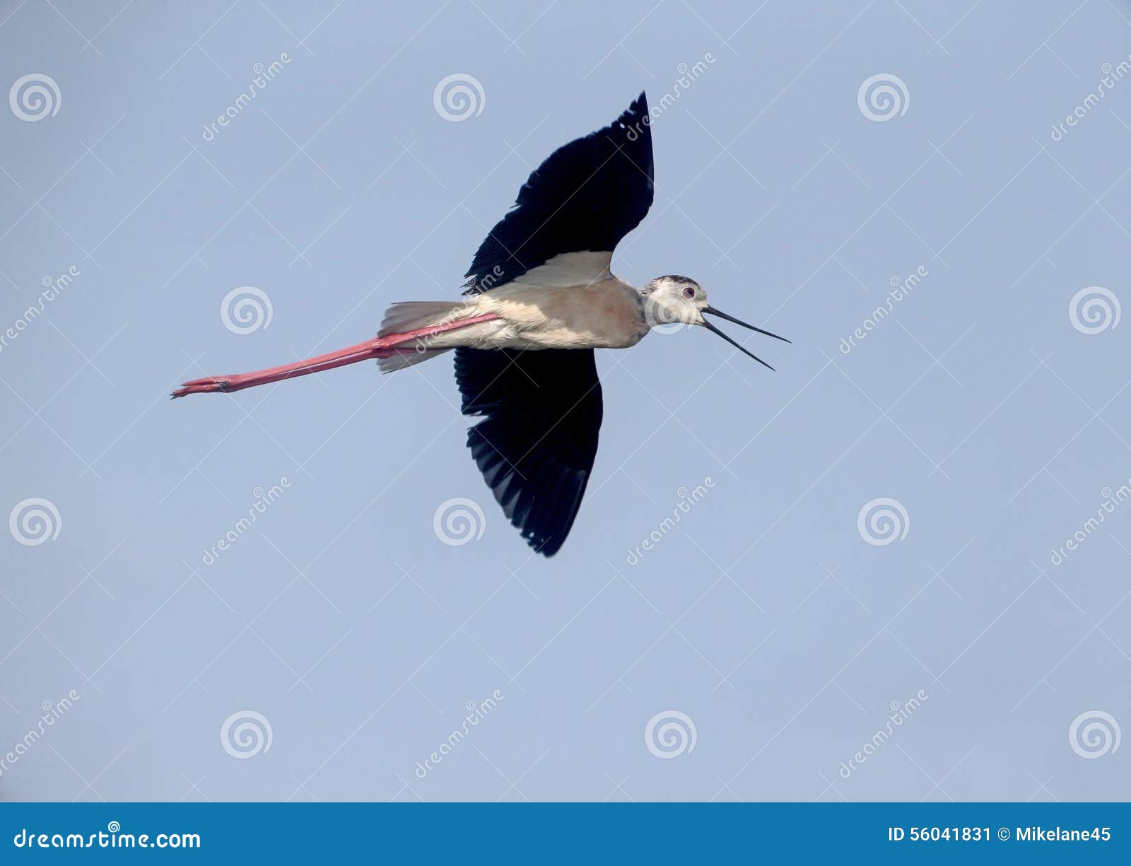 Blackwinged Stilt, Himantopus Himantopus Stock Image Image of nature