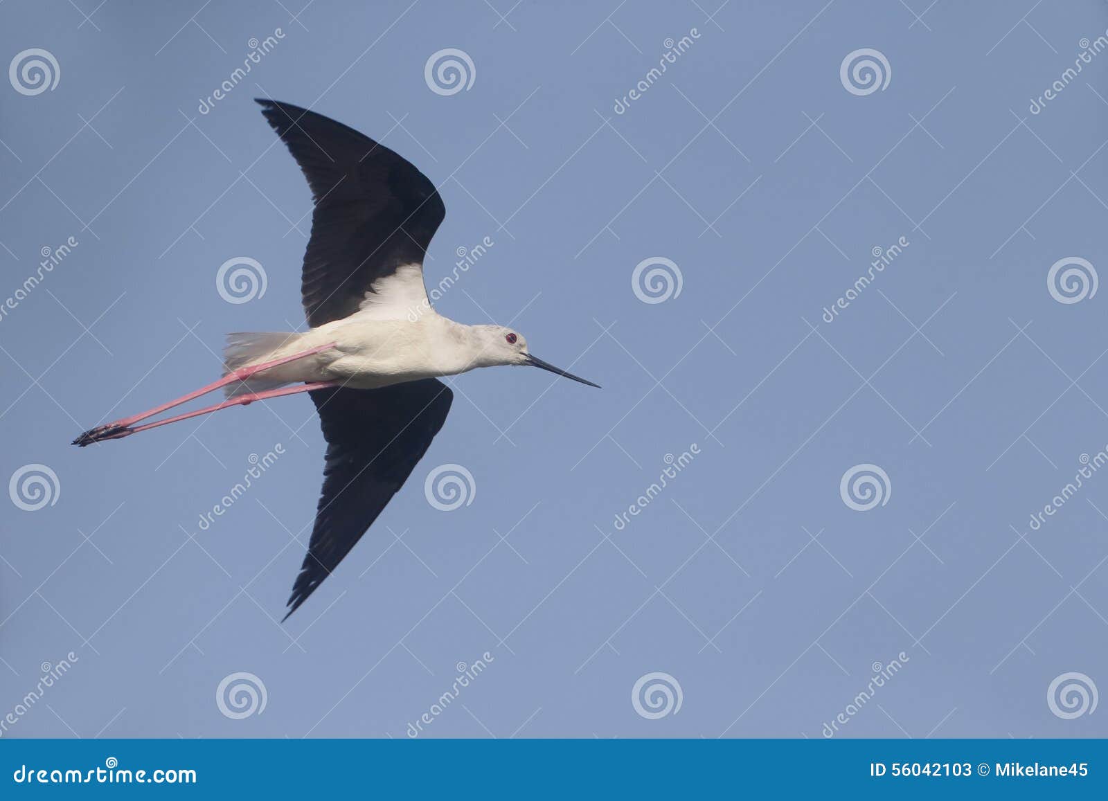 Blackwinged Stilt, Himantopus Himantopus Stock Image Image of