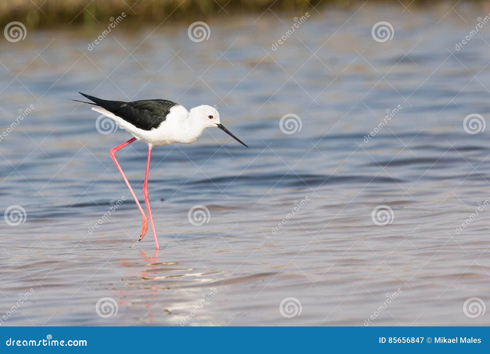 Black Winged Stilt Hunting for Fish Stock Image Image of wading, beak