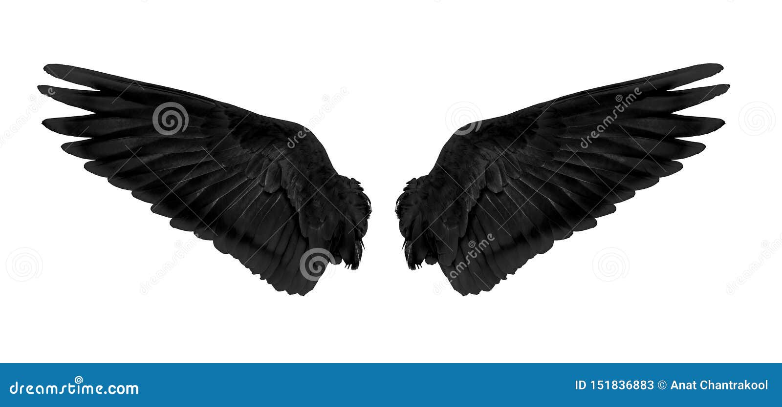 Black Wings Isolated on White Background Stock Image - Image of bird,  flying: 151836883