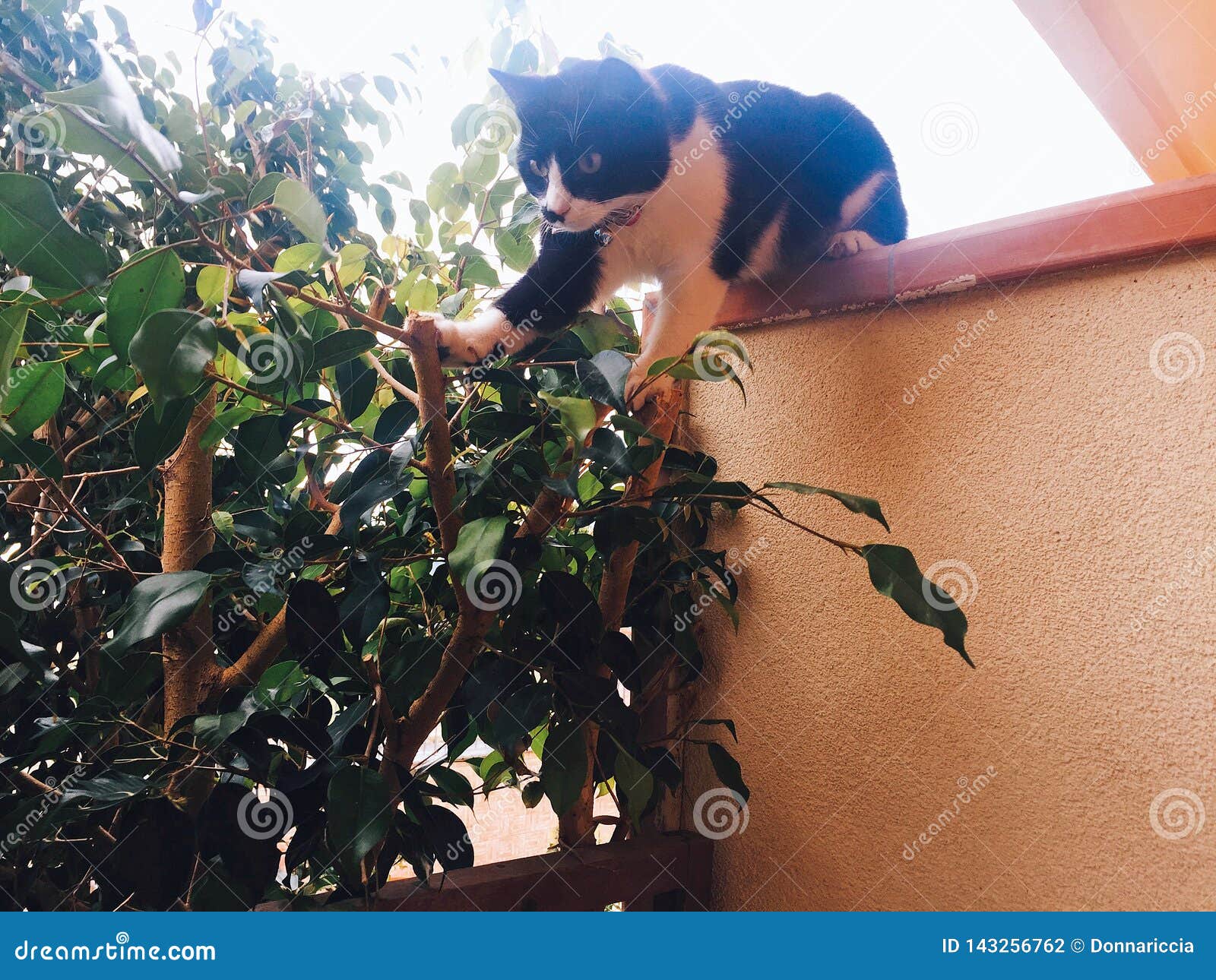 Black and White Cat Jumping Stock Photo Image of wite, love 143256762