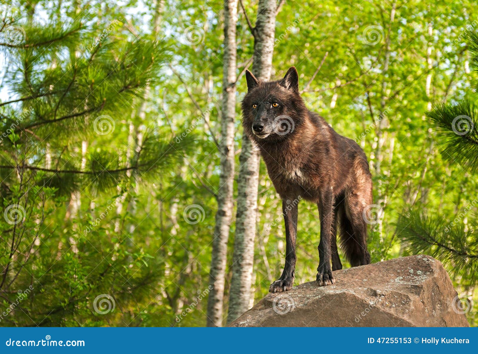 Black Wolf (Canis Lupus) Atop Rock Stock Image Image of grey