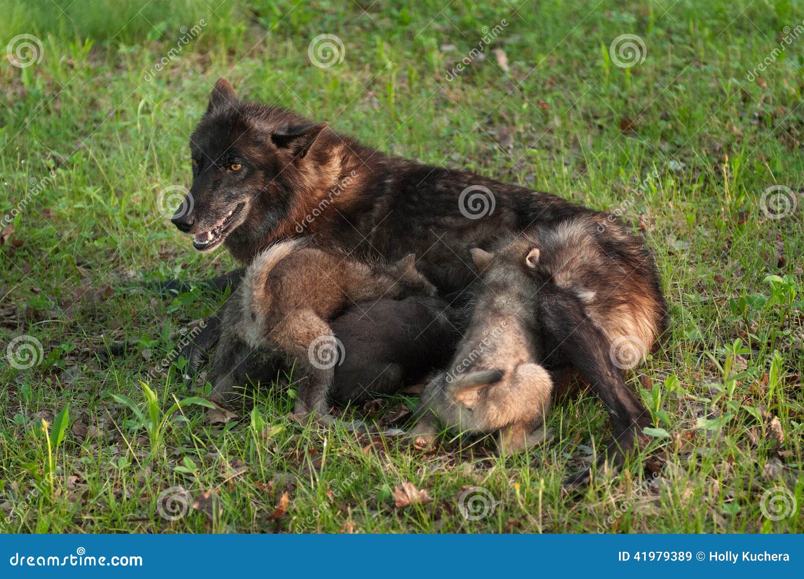 Black Wolf (Canis Lupus) Nurses Wolf Pups Stock Image Image of canis