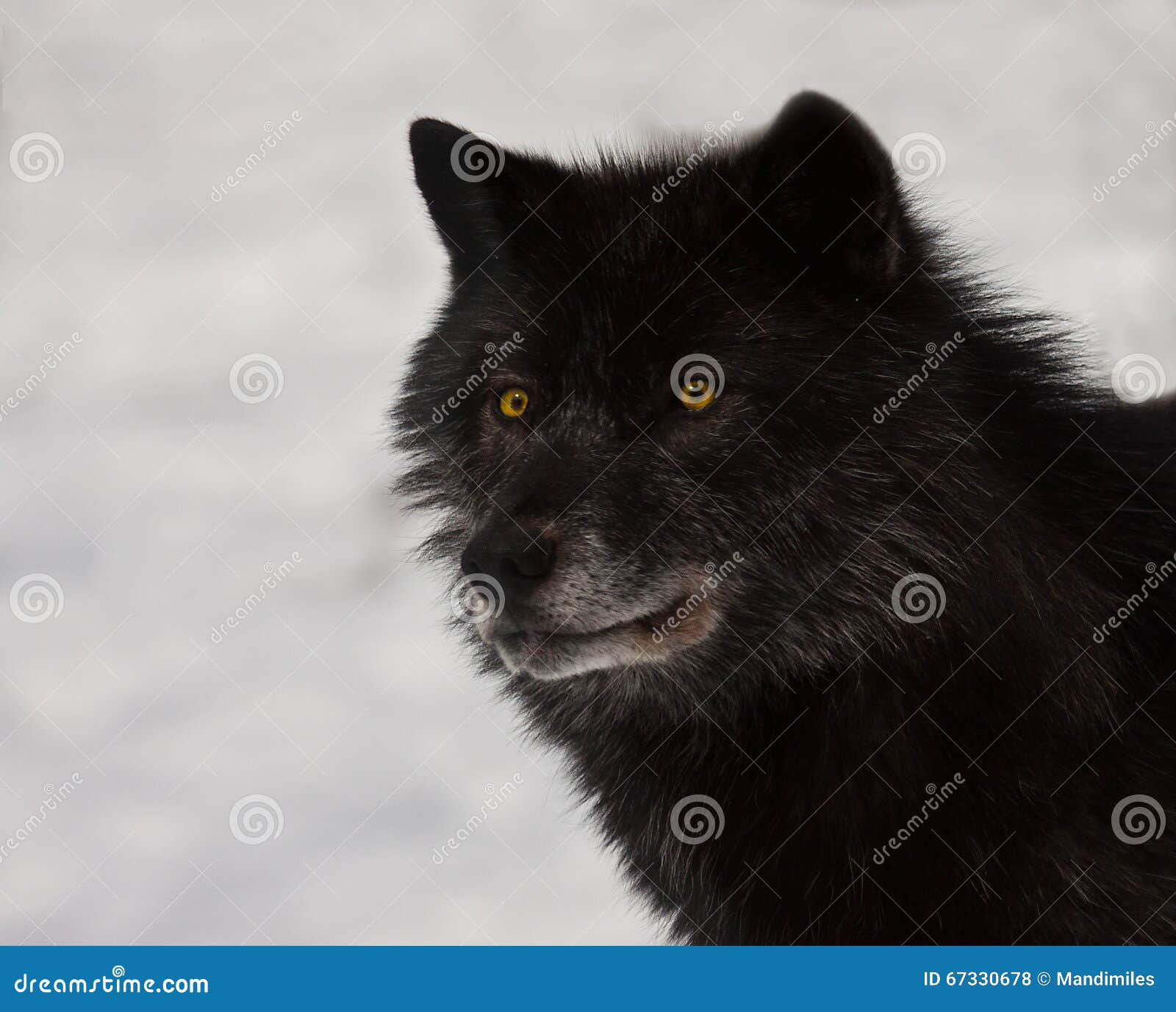 Black Wolf stock photo. Image of danger, pack, wildlife 67330678