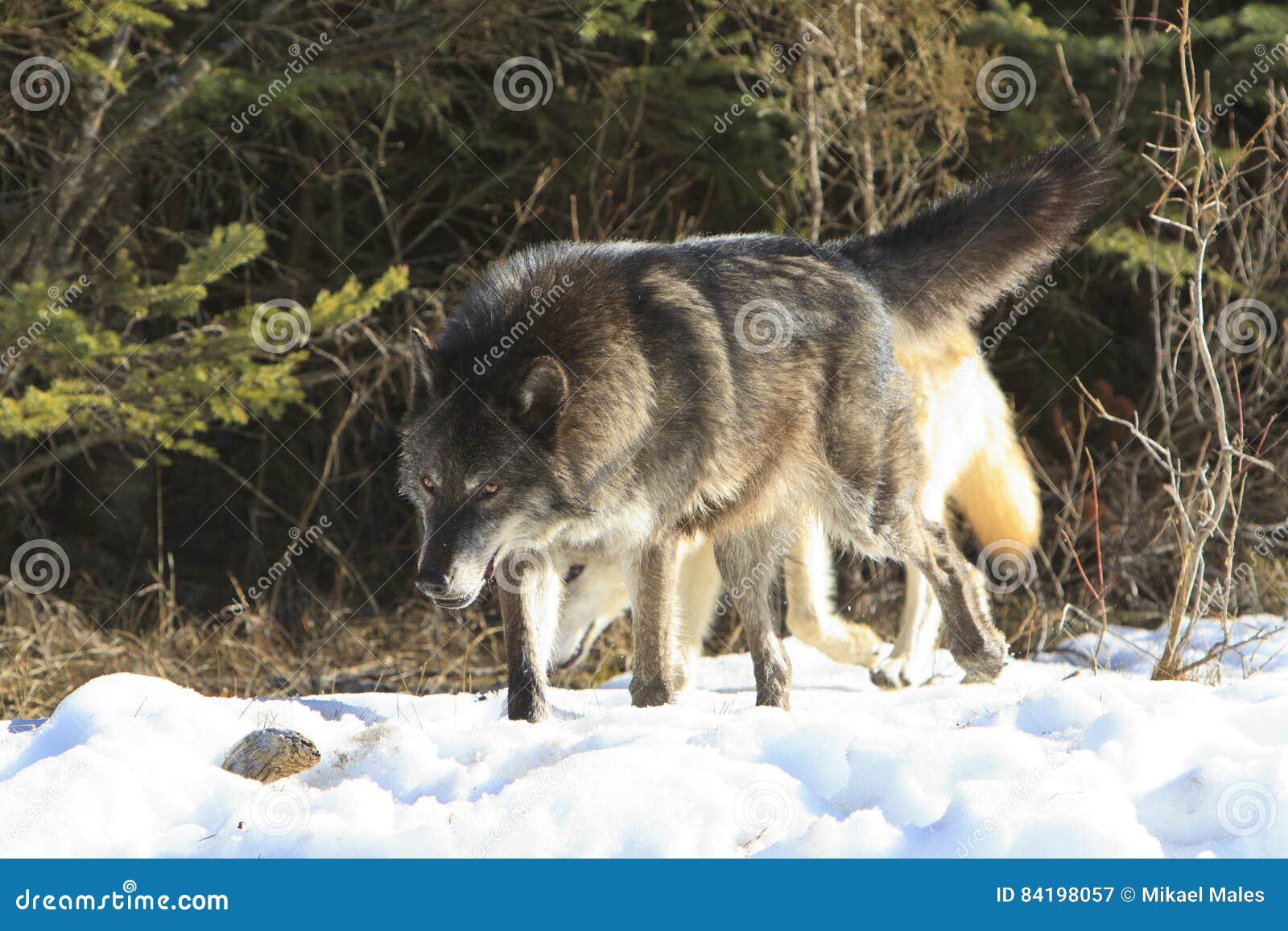 Black wolf on hunt stock image. Image of claws, alpha 84198057