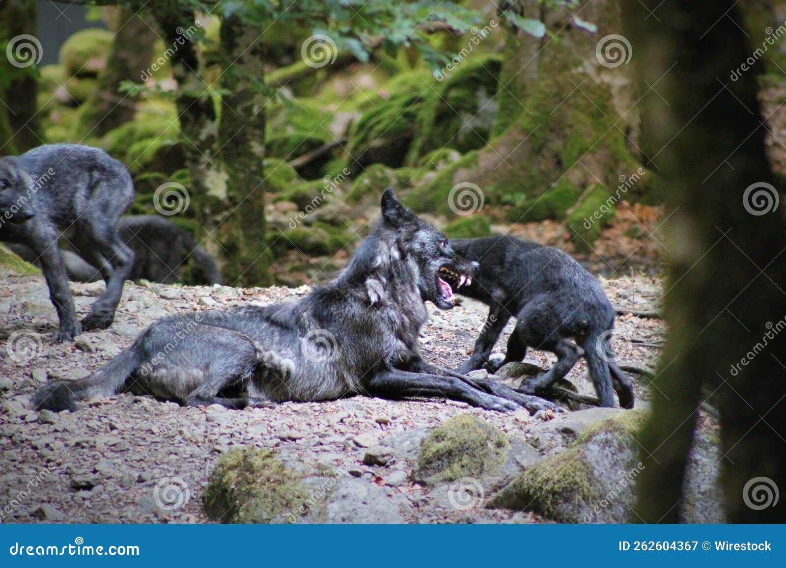 Black Wolf with Its Cubs in the Forest. Stock Image Image of adult