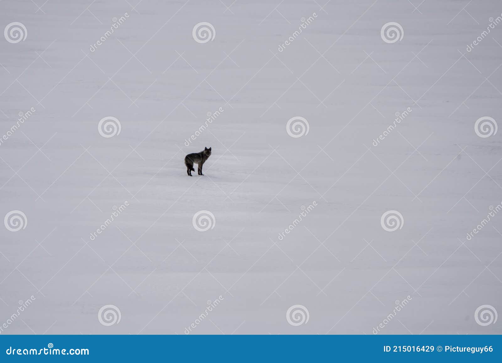 Black Wolf on Lake stock image. Image of canine, carnivore 215016429