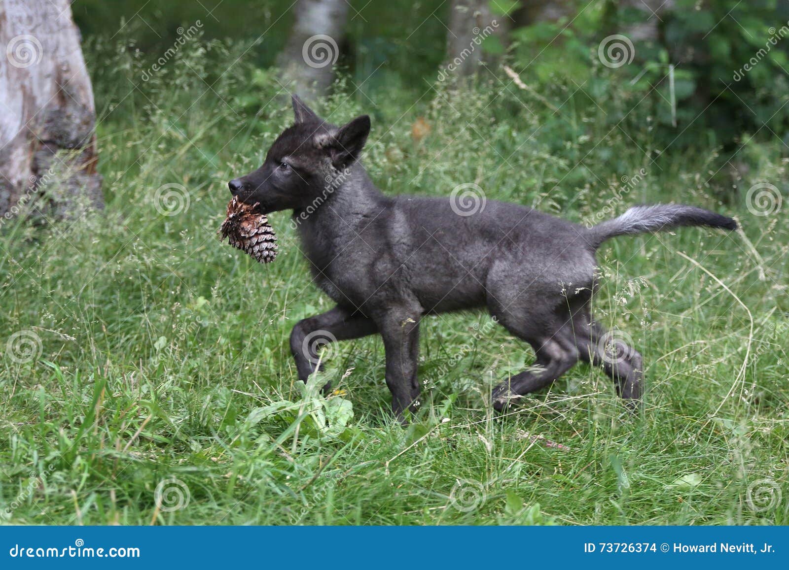 black wolf puppies