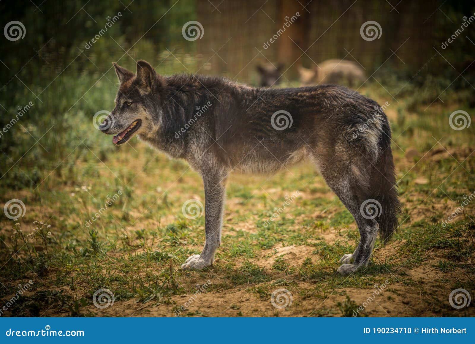 Black WolfDog Wolf Dog stock photo. Image of breed, adorable 190234710