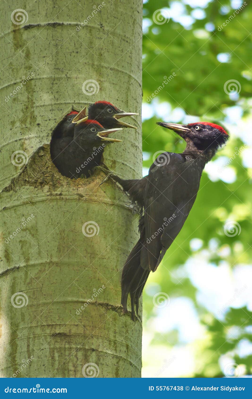 Black Woodpecker Feeds Its Chicks. Stock Photo - Image of bark, branch