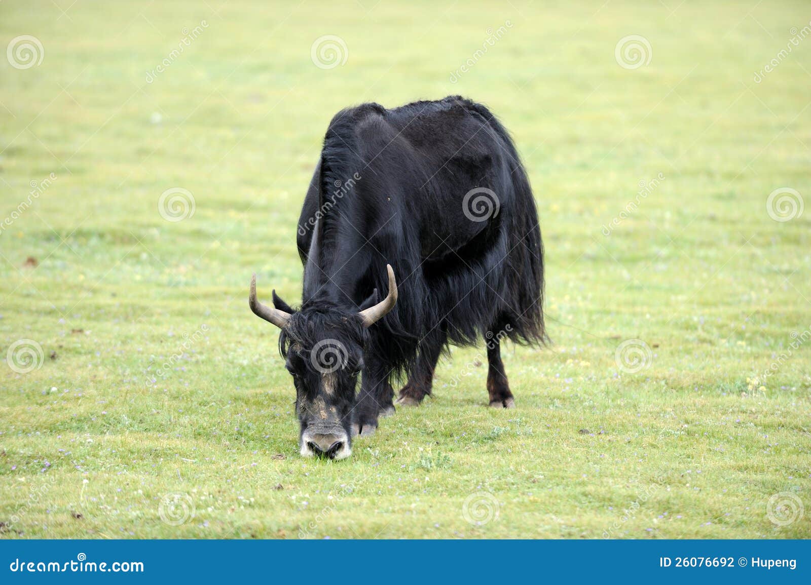 Black yak stock photo. Image of chinese, fall, backgrounds - 26076692