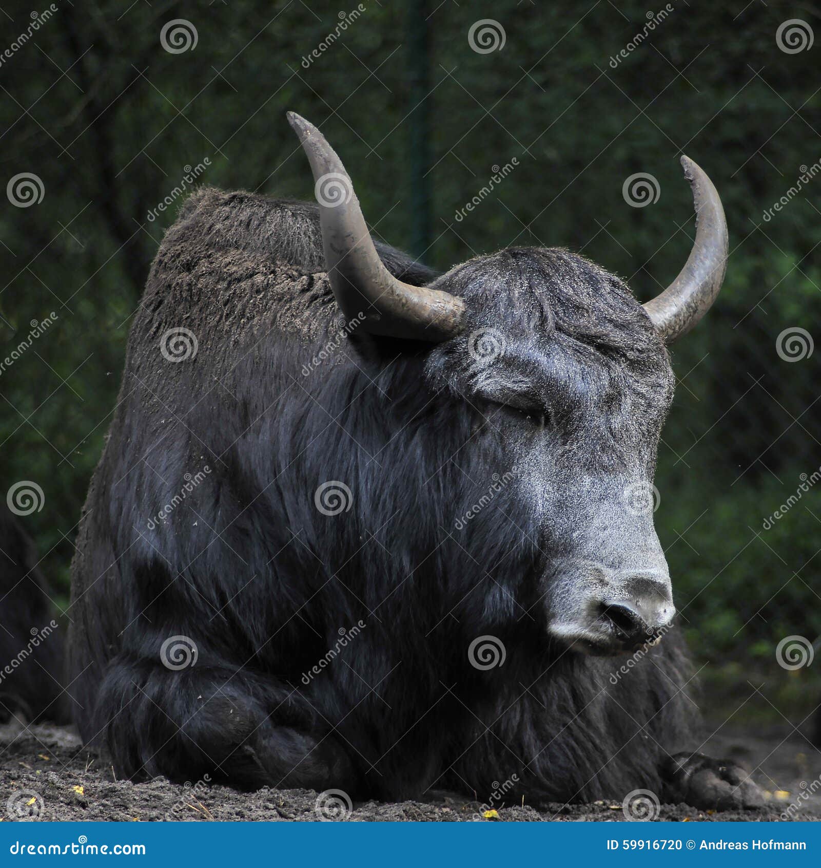 Black yak stock photo. Image of bull, grass, base, mount - 59916720