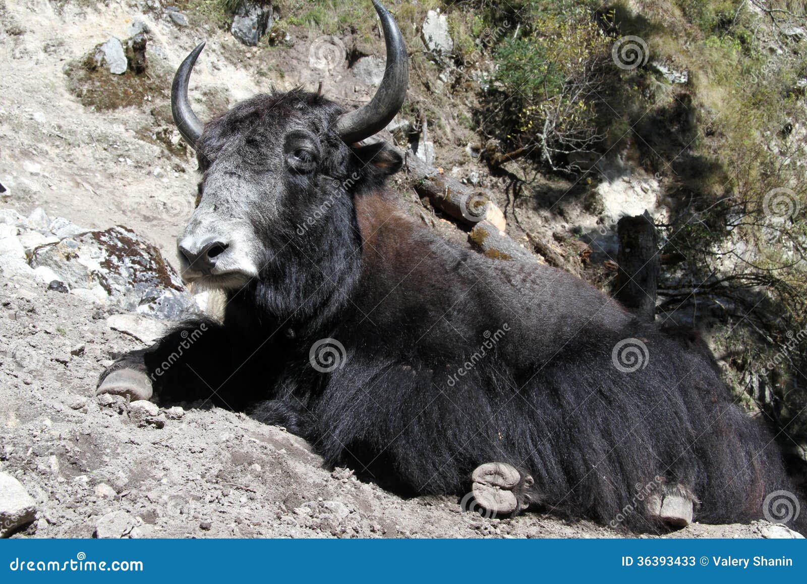Black yak stock image. Image of cattle, tibetan, grass - 36393433