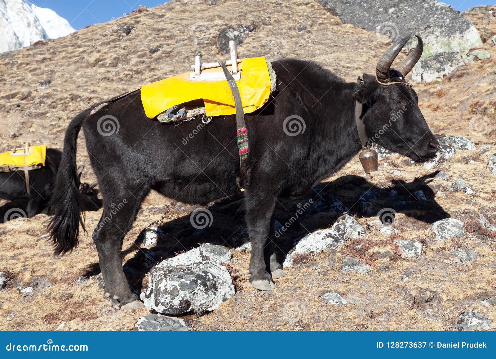 Black Yak with Yellow Saddlery Stock Image - Image of nature, himalayan