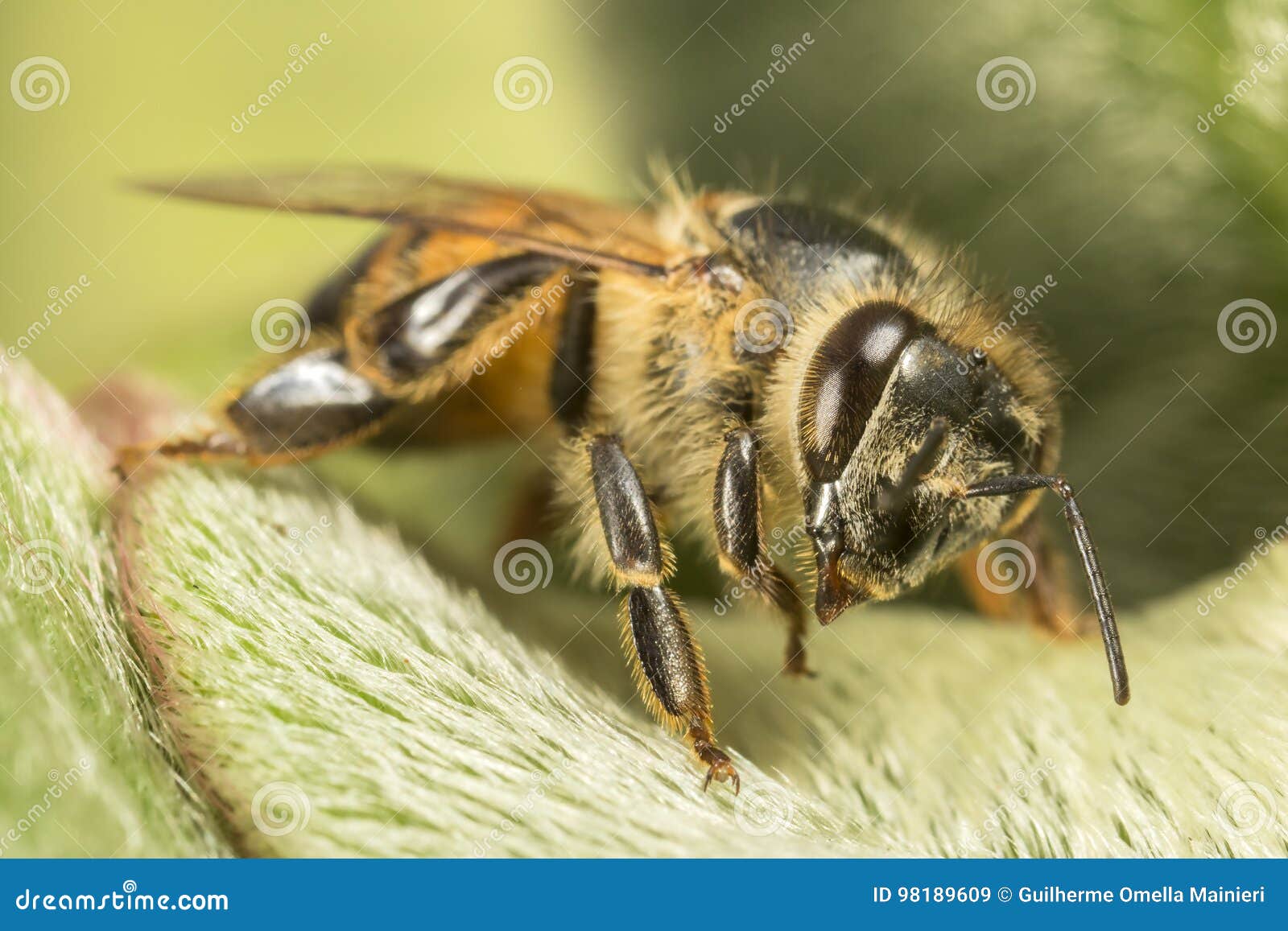 Black and Yellow Bee on Green Leaf Stock Image Image of wildlife